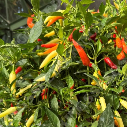 Picture of Capsicum Firefly (Chilli)